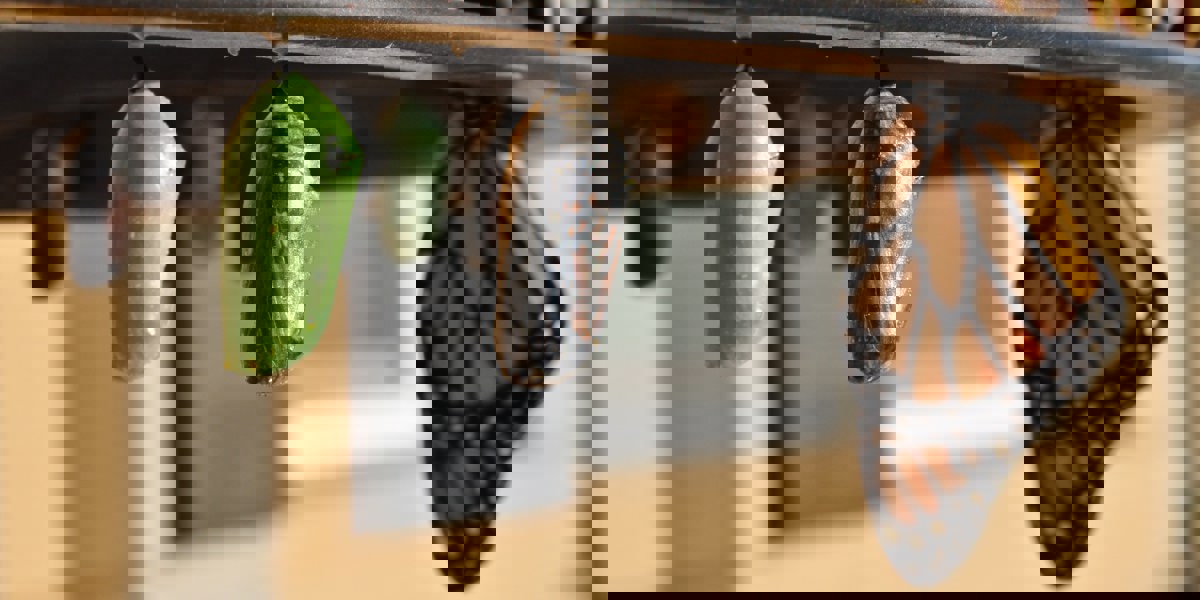 Butterflies emerging from inside a cocoon